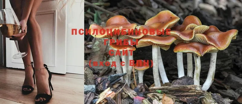 Галлюциногенные грибы Psilocybe  Тольятти 